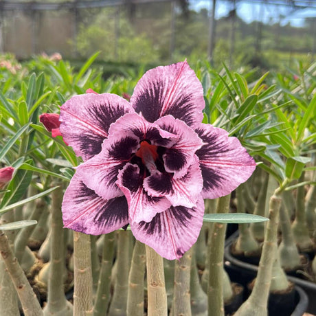 Rosa do Deserto - ELLIE - Gm Rosa Do Deserto