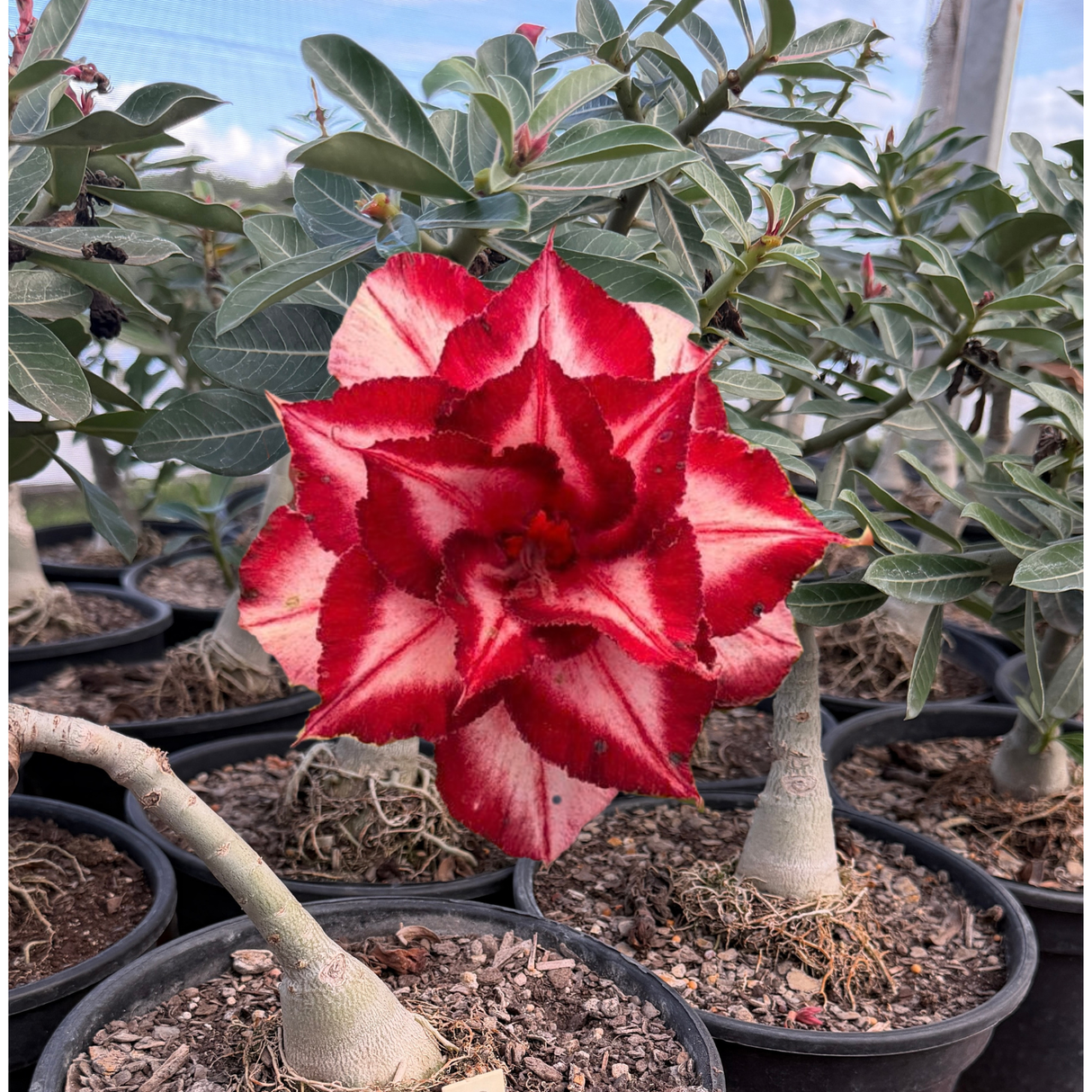 Rosa do Deserto - ENXERTO ADULTO - A17 - Gm Rosa Do Deserto