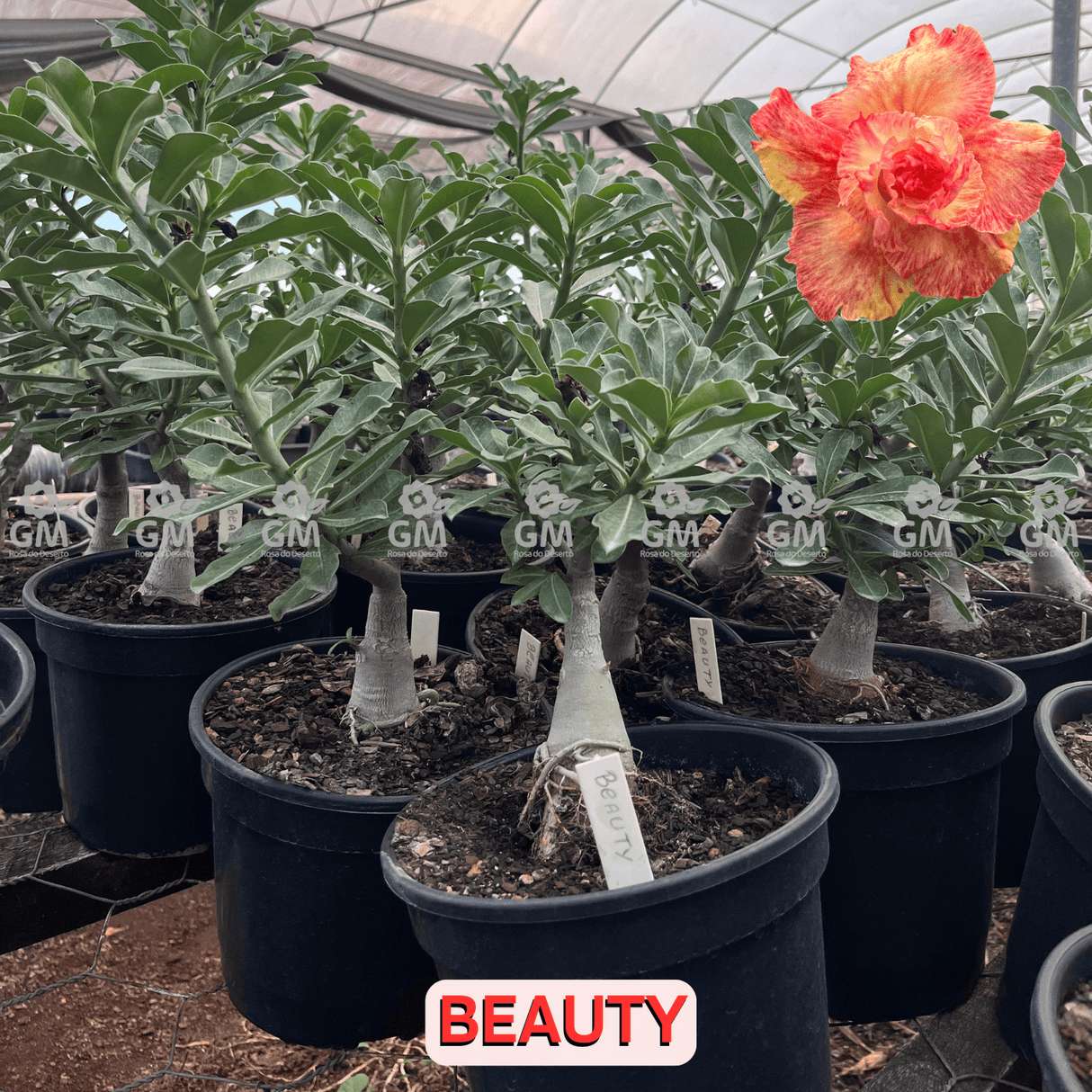 Rosa do Deserto - ENXERTO ADULTO BEAUTY - Gm Rosa Do Deserto
