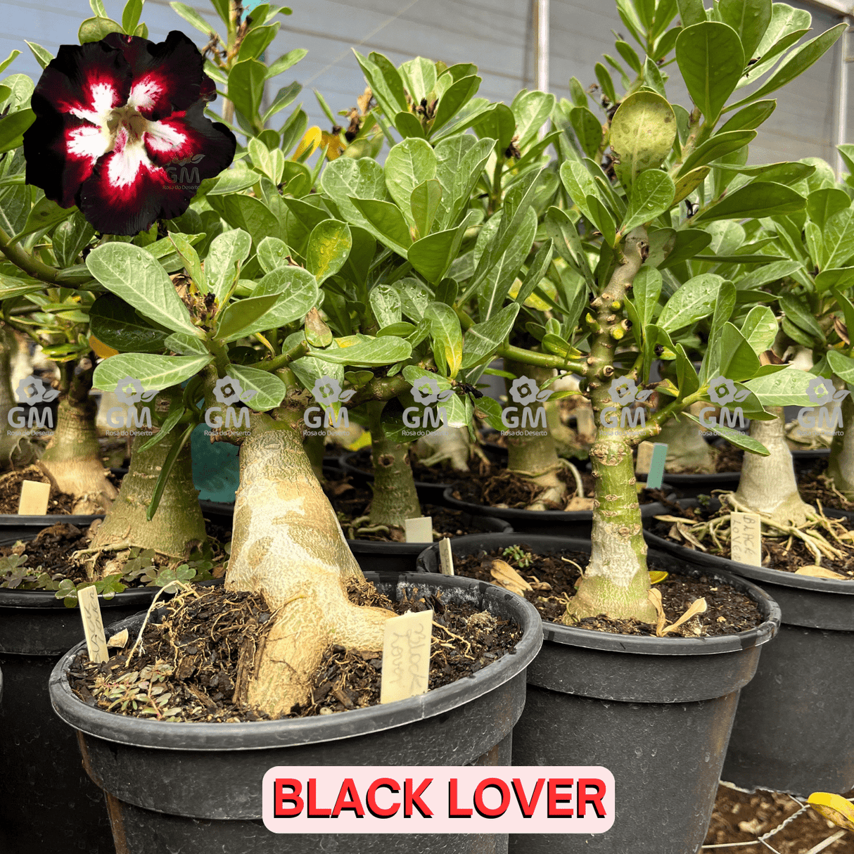Rosa do Deserto - ENXERTO ADULTO - BLACK LOVER - Gm Rosa Do Deserto