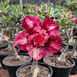 Rosa do Deserto - ENXERTO ADULTO - CANAN 136 - Gm Rosa Do Deserto