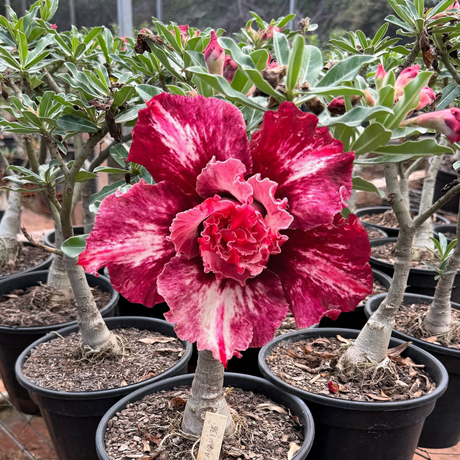 Rosa do Deserto - ENXERTO ADULTO - CANAN 136 - Gm Rosa Do Deserto