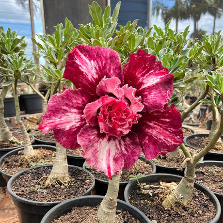 Rosa do Deserto - ENXERTO ADULTO - CANAN 136 - Gm Rosa Do Deserto