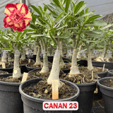 Rosa do Deserto - ENXERTO ADULTO - CANAN 23 - Gm Rosa Do Deserto