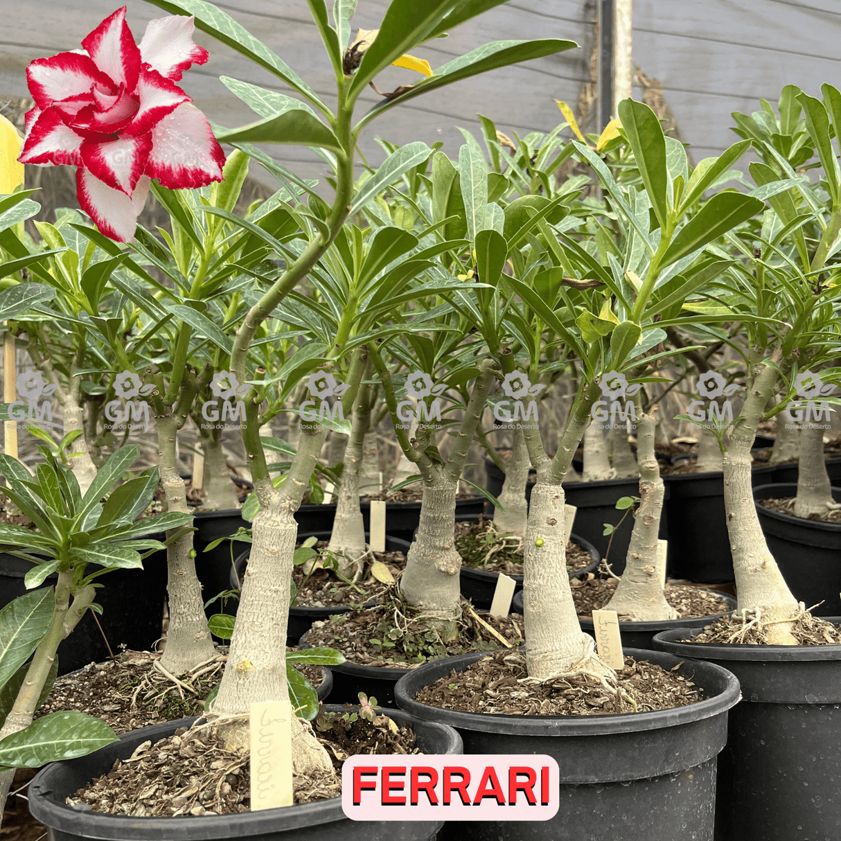 Rosa do Deserto - ENXERTO ADULTO - FERRARI - Gm Rosa Do Deserto