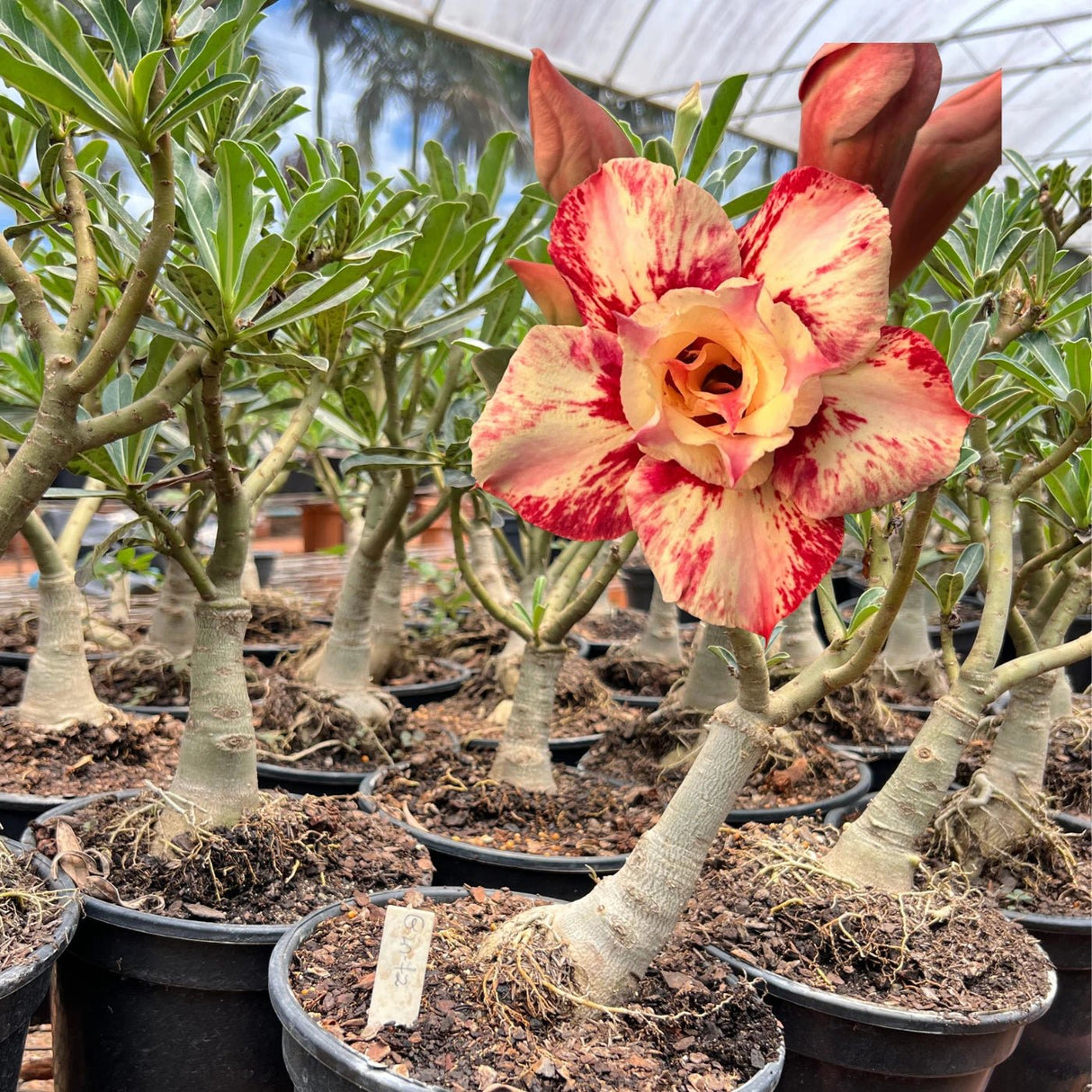 Rosa do Deserto - ENXERTO ADULTO - GM 72 - Gm Rosa Do Deserto