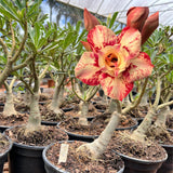 Rosa do Deserto - ENXERTO ADULTO - GM 72 - Gm Rosa Do Deserto