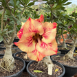Rosa do Deserto - ENXERTO ADULTO - GM AURORA MEL - Gm Rosa Do Deserto
