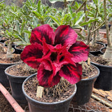 Rosa do Deserto - ENXERTO ADULTO - GM VENOM - Gm Rosa Do Deserto