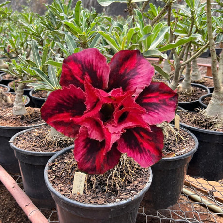 Rosa do Deserto - ENXERTO ADULTO - GM VENOM - Gm Rosa Do Deserto