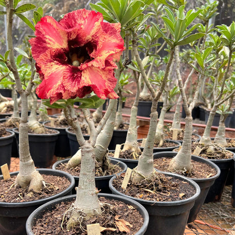 Rosa do Deserto - ENXERTO ADULTO - L 32 ( PERFUMADA ) - Gm Rosa Do Deserto