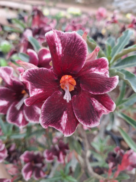 Rosa do Deserto - ENXERTO ADULTO - L 38 - Gm Rosa Do Deserto