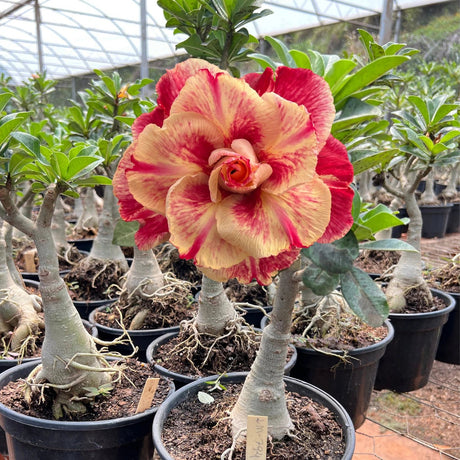 Rosa do Deserto - ENXERTO ADULTO - LM 794 - Gm Rosa Do Deserto