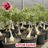 Rosa do Deserto - ENXERTO ADULTO - LOTUS CLOUD - Gm Rosa Do Deserto