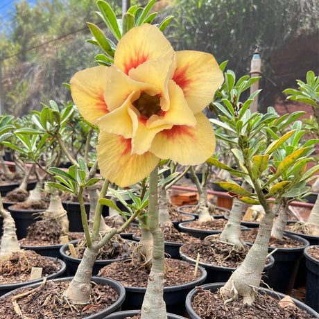 Rosa do Deserto - ENXERTO ADULTO - MARYLIN - Gm Rosa Do Deserto