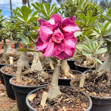 Rosa do Deserto - ENXERTO ADULTO - MEI XIANG - Gm Rosa Do Deserto