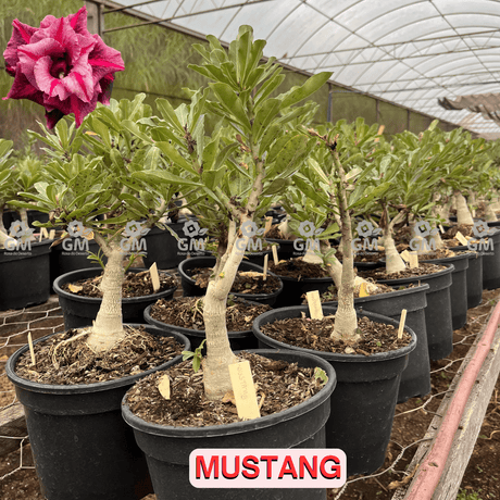 Rosa do Deserto - ENXERTO ADULTO - MUSTANG - Gm Rosa Do Deserto