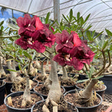 Rosa do Deserto - ENXERTO ADULTO - PURPLE - Gm Rosa Do Deserto