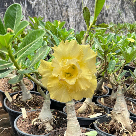 Rosa do Deserto - ENXERTO ADULTO - SOLLAR - Gm Rosa Do Deserto