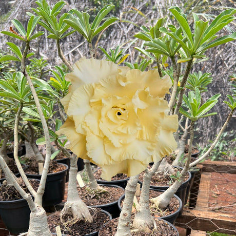 Rosa do Deserto - ENXERTO ADULTO - T 15 - Gm Rosa Do Deserto