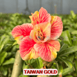 Rosa do Deserto - ENXERTO ADULTO - TAIWAN GOLD - Gm Rosa Do Deserto