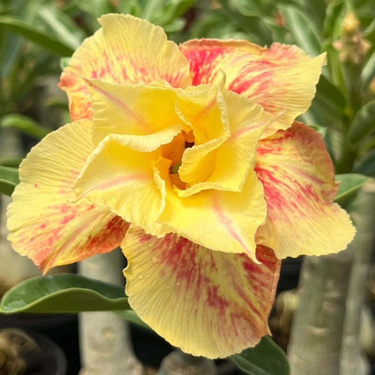 Rosa do Deserto - ETERNAL SUMMER - Gm Rosa Do Deserto