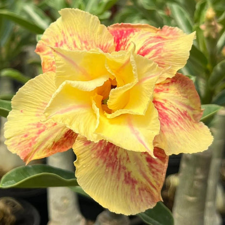 Rosa do Deserto - ETERNAL SUMMER - Gm Rosa Do Deserto