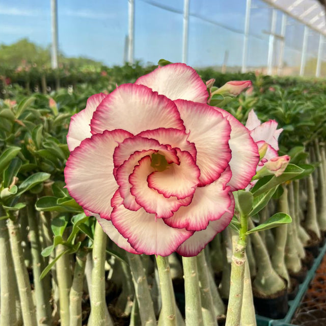 Rosa do Deserto - GIZ - Gm Rosa Do Deserto