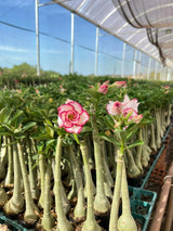 Rosa do Deserto - GIZ - Gm Rosa Do Deserto