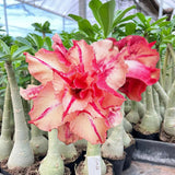 Rosa do Deserto - GM 11 (FLOR GRANDE E TRIPLA ) - Gm Rosa Do Deserto