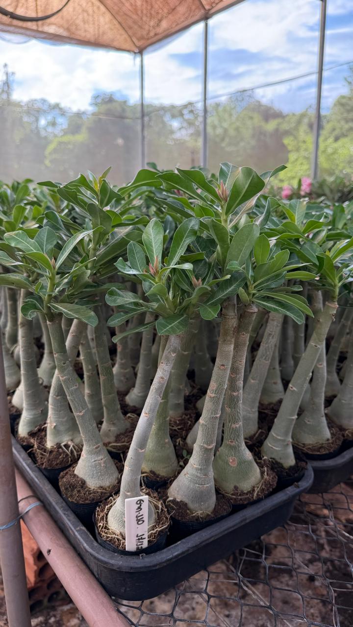 Rosa do Deserto - GM 110 - Gm Rosa Do Deserto