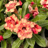 Rosa do Deserto - GM 203 - Gm Rosa Do Deserto