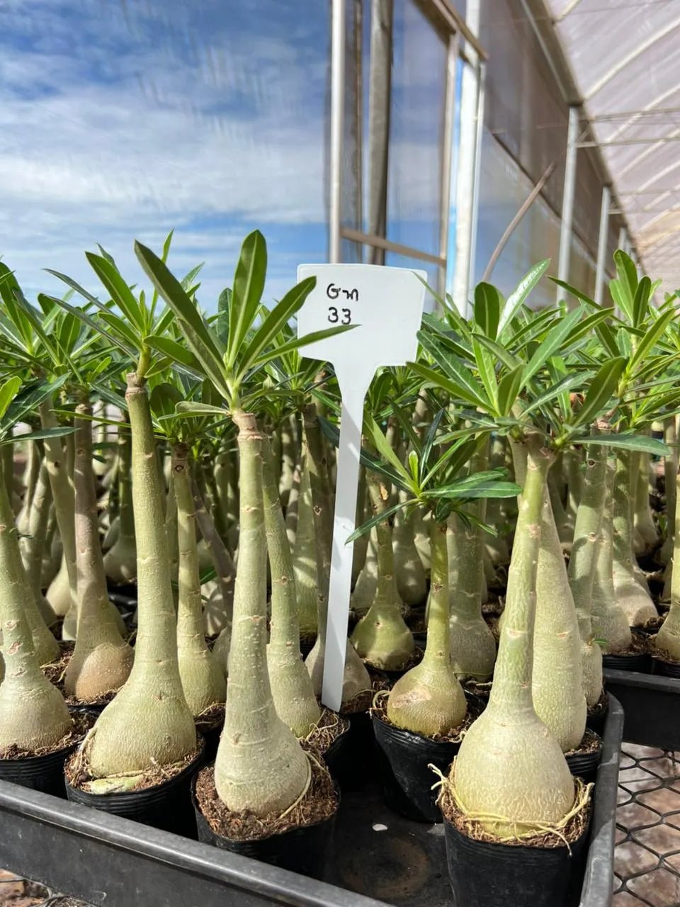 Rosa do Deserto - GM 33 - Gm Rosa Do Deserto