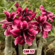  - Rosa do Deserto - GM 52 PERFUMADA - Gm Rosa Do Deserto