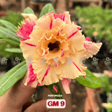 Rosa do Deserto - GM 9 ( PERFUMADA / FLOR GRANDE E MULTIPETALAS ) - Gm Rosa Do Deserto