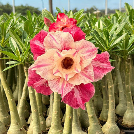 Rosa do Deserto - GM ACEROLA - Gm Rosa Do Deserto