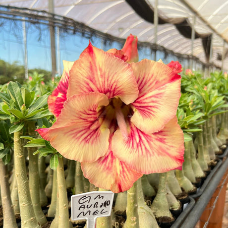 Rosa do Deserto - GM AURORA MEL - Gm Rosa Do Deserto