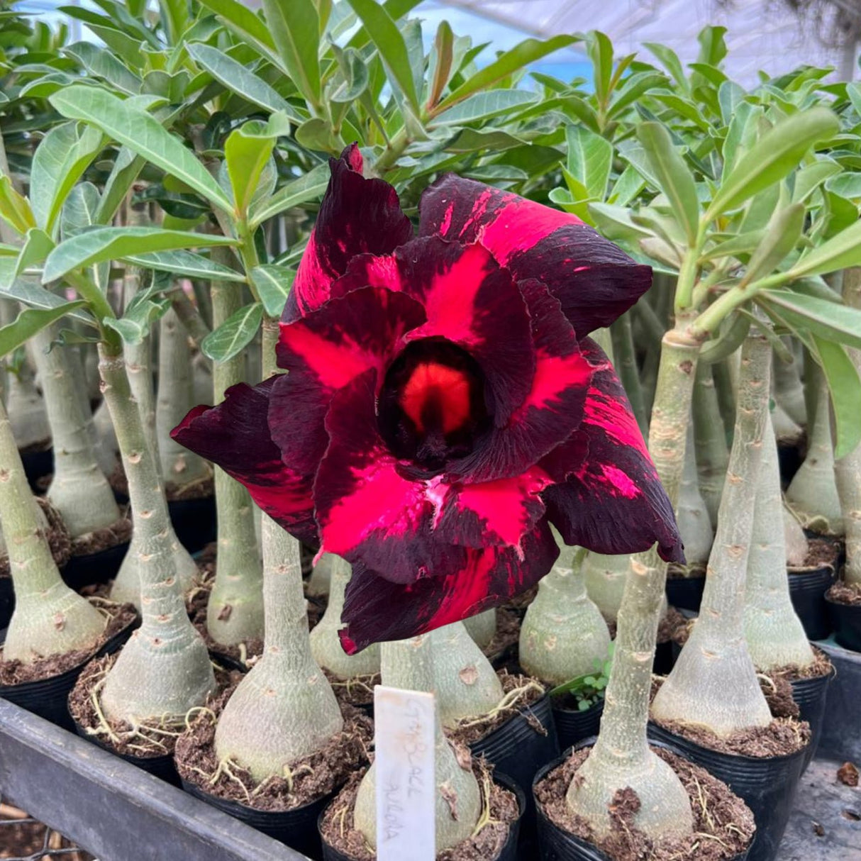 Rosa do Deserto - GM BLACK AURORA - Gm Rosa Do Deserto