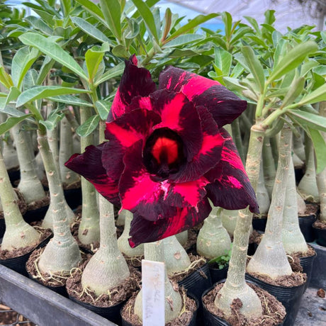 Rosa do Deserto - GM BLACK AURORA - Gm Rosa Do Deserto