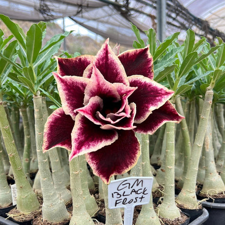 Rosa do Deserto - GM BLACK FROST - Gm Rosa Do Deserto