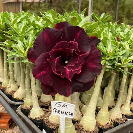 Rosa do Deserto - GM CARMILLA - Gm Rosa Do Deserto