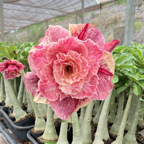 Rosa do Deserto - GM CELESTIAL - Gm Rosa Do Deserto