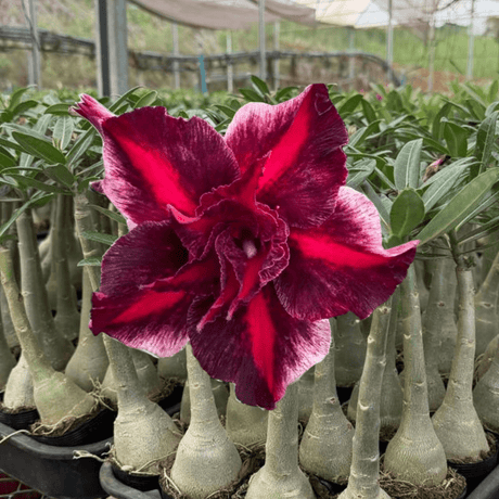 Rosa do Deserto - GM CHAMA DO AMOR ( PERFUMADA ) - Gm Rosa Do Deserto