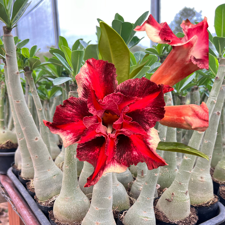 Rosa do Deserto - GM CHAMA DO AMOR ( PERFUMADA ) - Gm Rosa Do Deserto