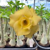 Rosa do Deserto - GM DÉA ( PERFUMADA ) - Gm Rosa Do Deserto