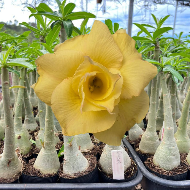 Rosa do Deserto - GM DÉA ( PERFUMADA ) - Gm Rosa Do Deserto