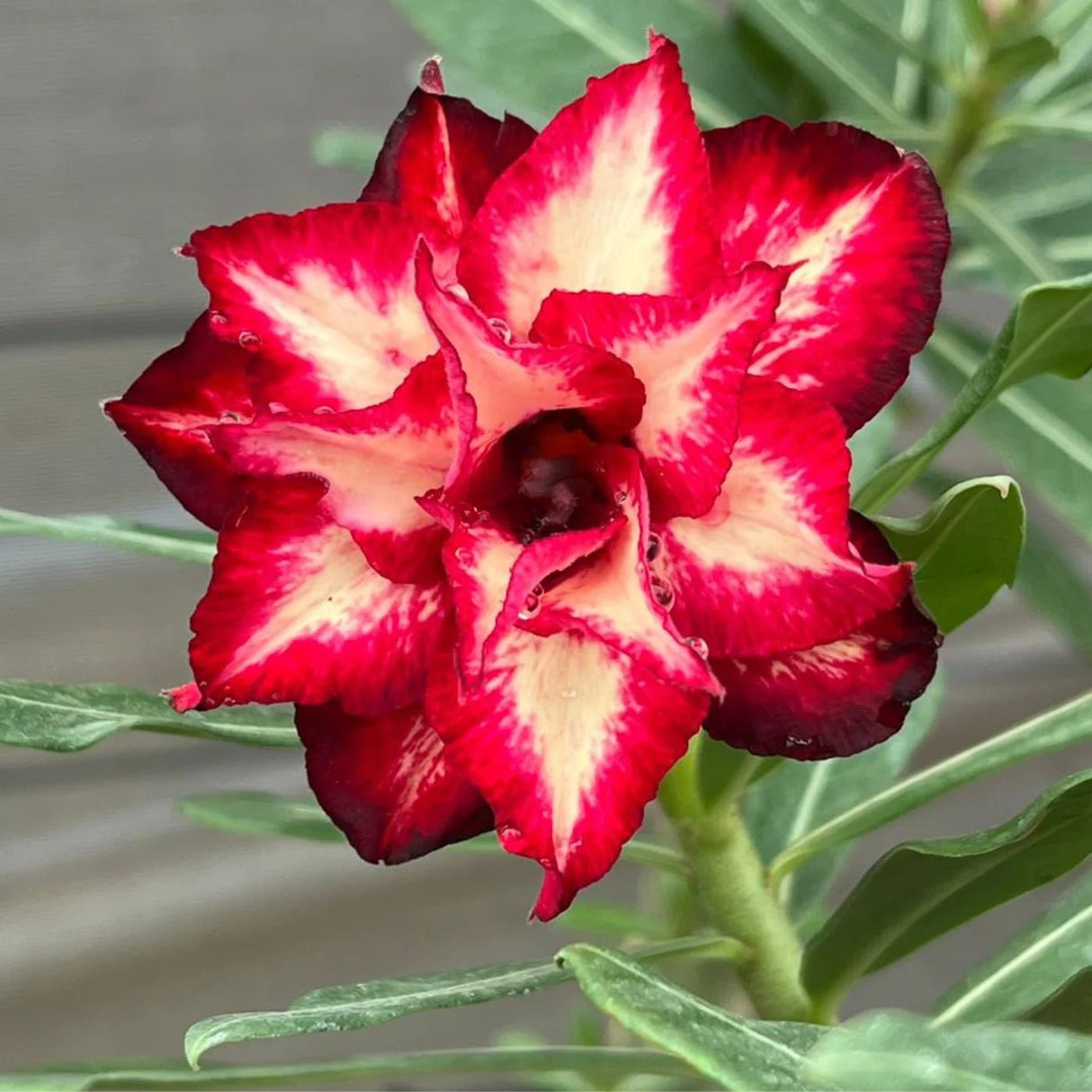 Rosa do Deserto - GM ESTRELA FLAMEJANTE - Gm Rosa Do Deserto