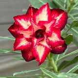 Rosa do Deserto - GM ESTRELA FLAMEJANTE - Gm Rosa Do Deserto