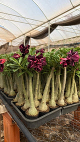 Rosa do Deserto - GM FENIX NEGRA - Gm Rosa Do Deserto