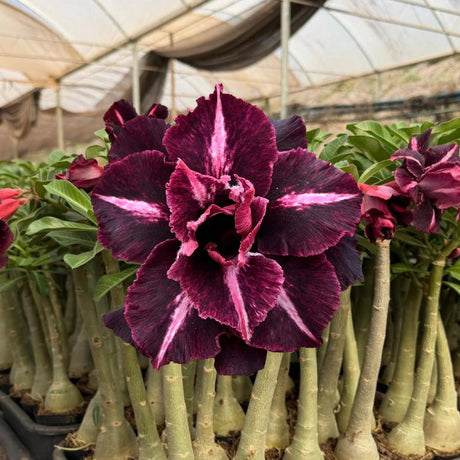 Rosa do Deserto - GM FENIX NEGRA - Gm Rosa Do Deserto